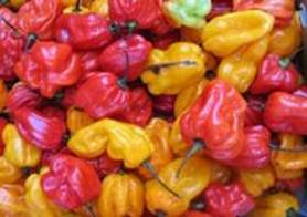 african hot pepper